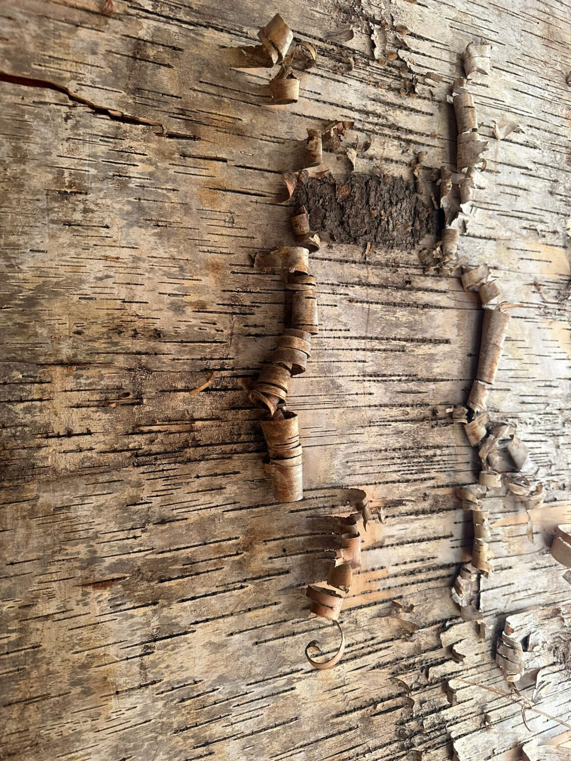 Close-up of a wall finish out of tree bark with section that have peeled away and are curling.