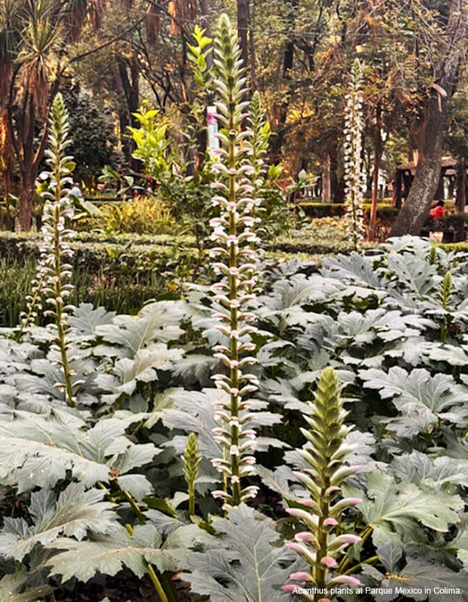 A landscape with low, dull green acanthus plants in the foreground with large leaves and tall stems of flowers.