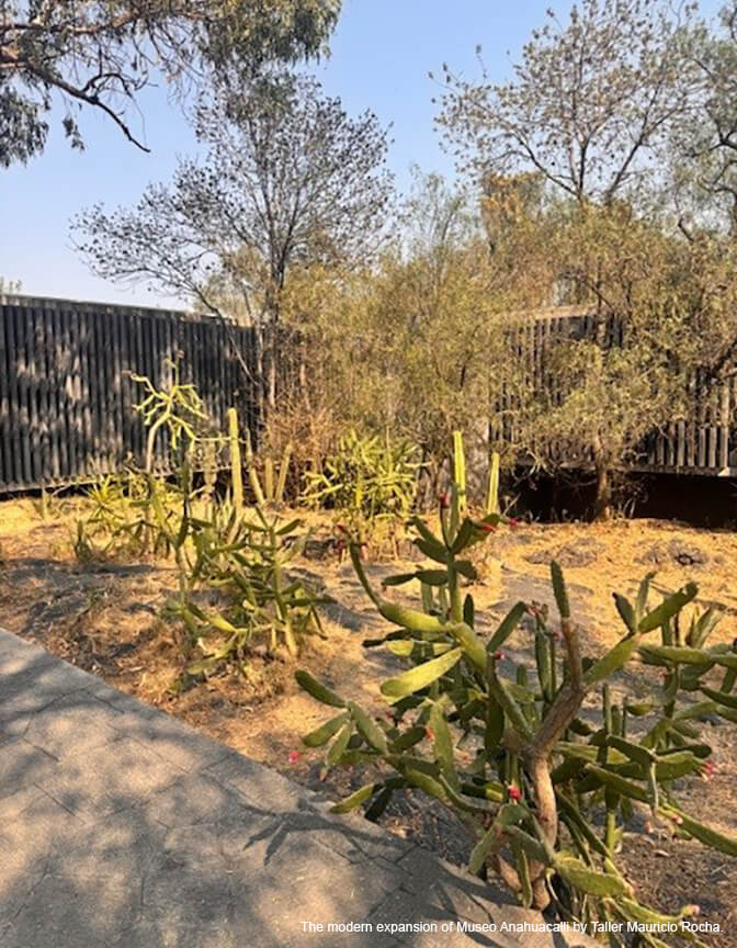 An outdoor scene with a blue sky, a wood slat building in the background and prickly pear bushes in the foreground.