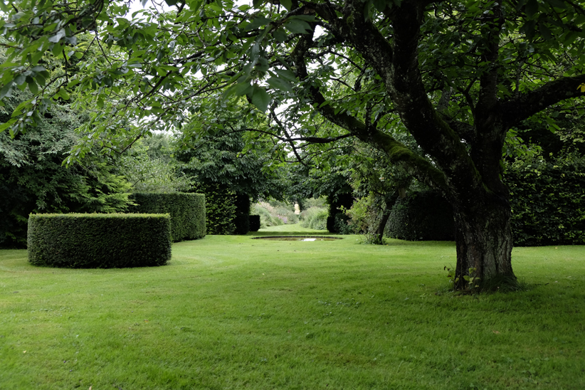 A green lawn with cylindrical topiaries and a large tree.