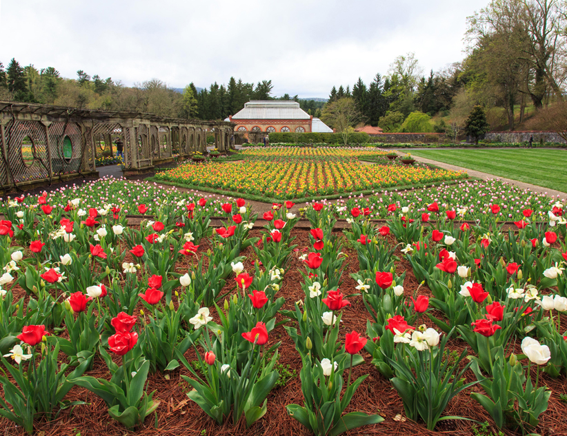 A sprawling lawn at an estate with a manicured garden of red and white tulips.