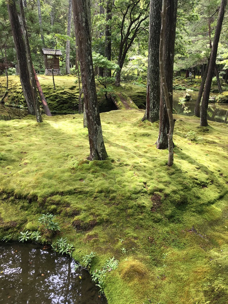 A forest with several trees growing from a floor covered in light green moss.