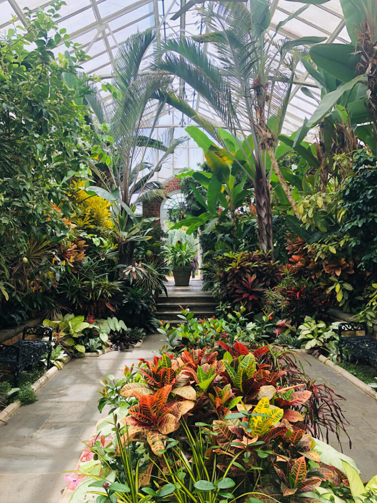 A greenhouse with colored plants and large exotic trees.