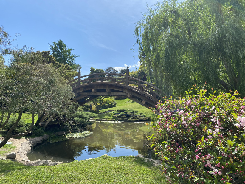 A Japanese style garden with a pond, flower bushes and a weeping willow tree against a blue sky.