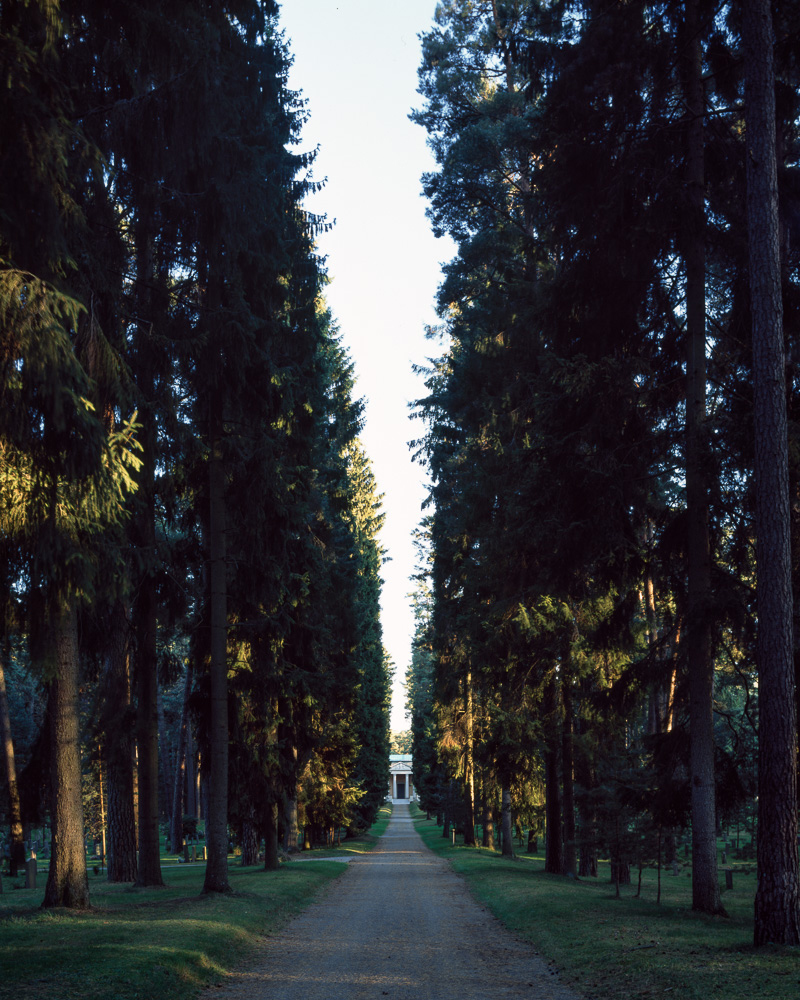 A narrow dirt pathway with a row of very tall pine trees on either side. 