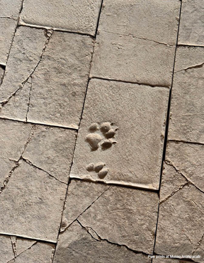 A beige stone tile floor with some cracks, showing age and a set of paw prints in the center, likely belonging to a dog.